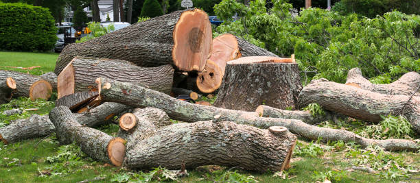 Professional Tree Care in Emporium, PA